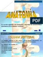 Anatomia Columna Vertebral