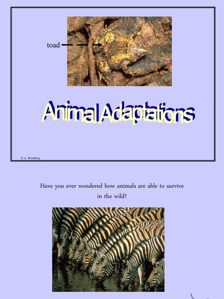 Animal Adaptations | PDF | Adaptation | Elephant