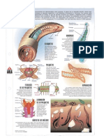 Anelidos Infografia PDF