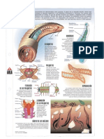 Anélidos: gusanos segmentados con corazón y sistema circulatorio