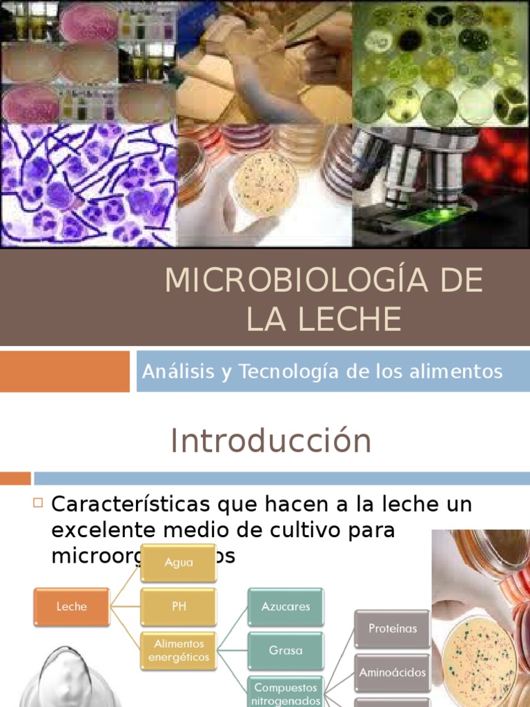 Microbiología de La Leche | Descargar gratis PDF | Leche | Las bacterias