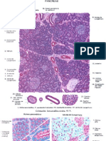 Histo Desenhos Endocrino