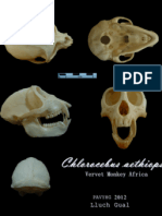 Chlorocebus aetiops Skull