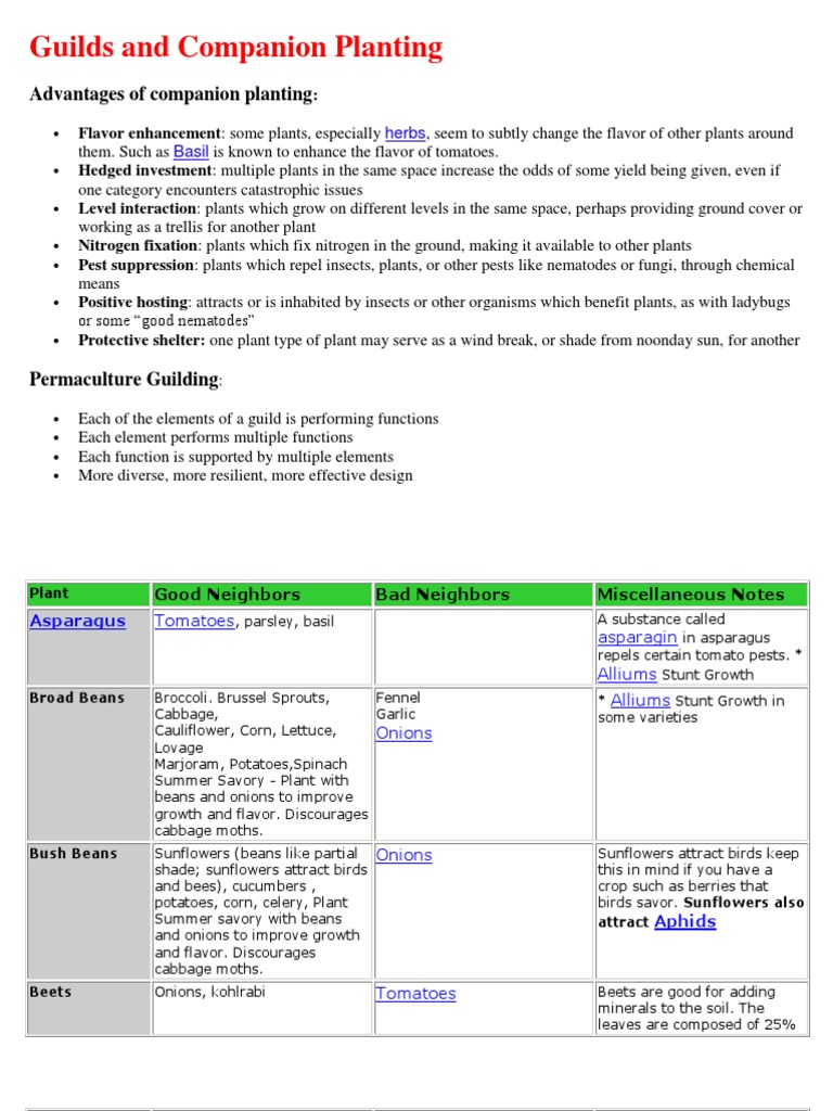 Image of Gaurav and yarrow companion plants