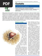 Castanea Sativa