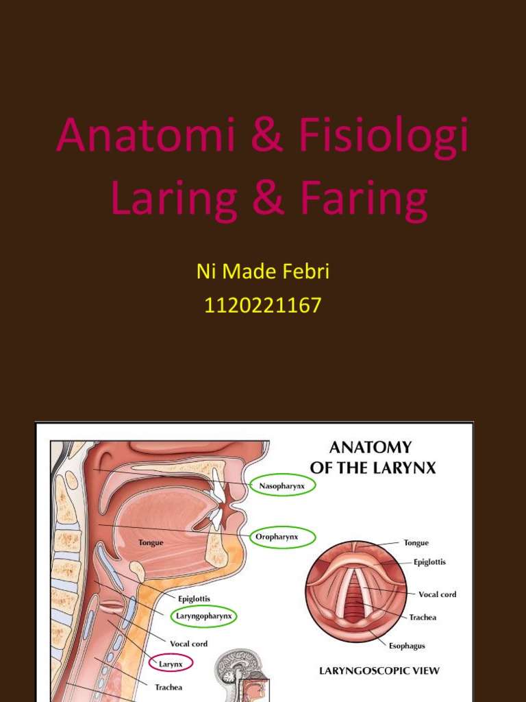 Anatomi Faring dan Laring | PDF | Ilmu Sosial | Kesehatan Holistik