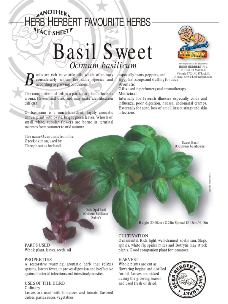 Sweet Basil Cultivation and Uses Guide | PDF