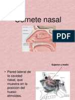 Cornete Nasal