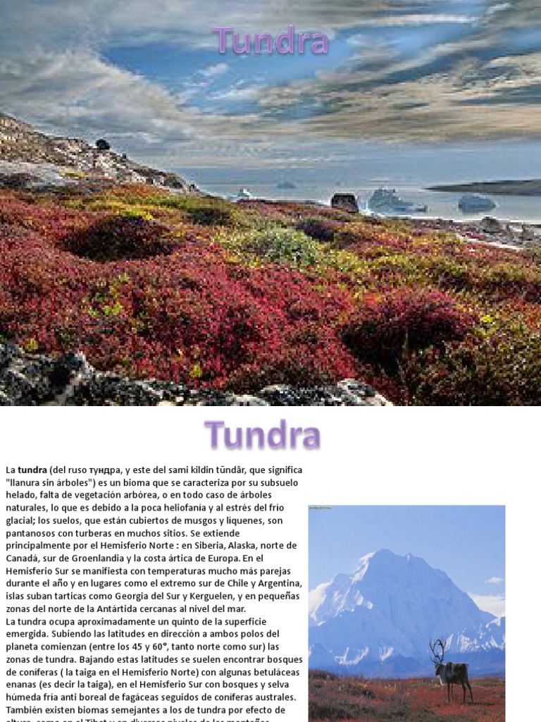 Tundra Ciencias de la tierra y de la vida Geografía Física