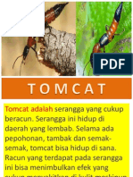 Tomcat