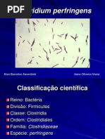 Clostridium Perfringens