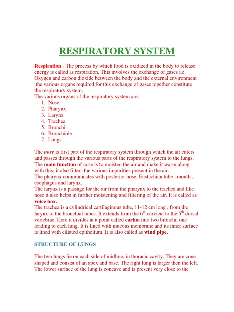 respiratory system essay 200 words