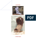 Download Jacobin Pigeon by Ayi Taufik H SN115954613 doc pdf