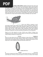 95 Gambar Hewan Mollusca Beserta Namanya Terbaik
