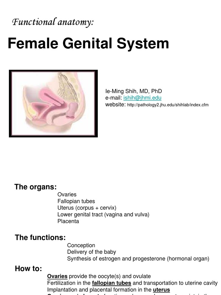 Anatomy visual data 2