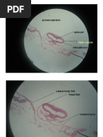 48 96 Hour Chick Embryo Wholoe Mount and Serial Sections Embryology ...