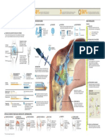 Atroscopia de Rodilla Infografico