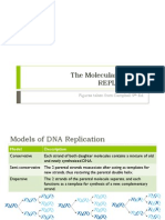 BIO3 - DNA Replication