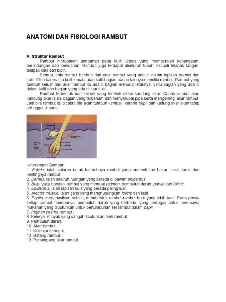 Struktur dan Fisiologi Rambut | PDF