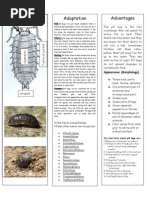 Stratton-Pill Bug