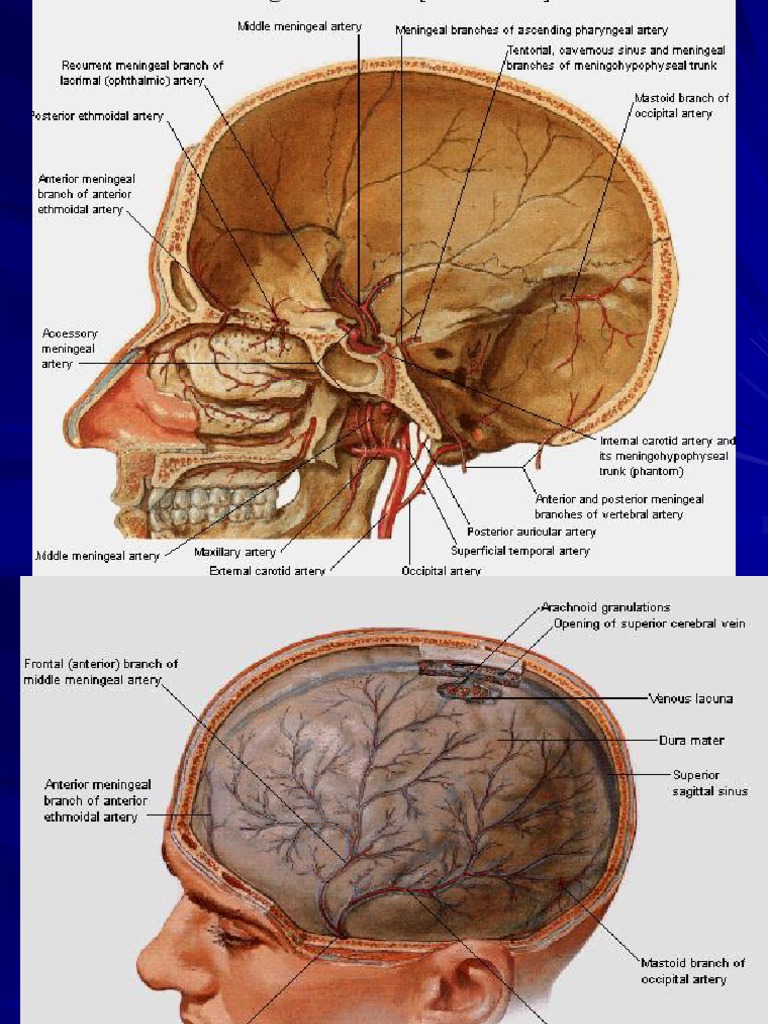 Structural Organization of The Nervous System | PDF | Central Nervous ...