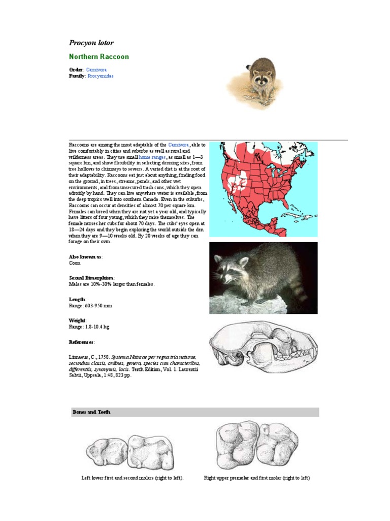 Northern Raccoon: Adaptability & Habitat | PDF