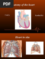 Cardiac Anatomy