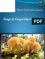 Fungi & Fungal-Like Organisms