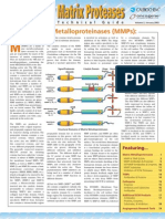 Matrix Metalloproteinases (MMPS) :: & Proteins Technical Guide