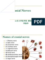 Cranial Nerves