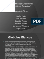 globulos blancos