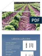 Cultivo de orégano: labores culturales, control de plagas y enfermedades