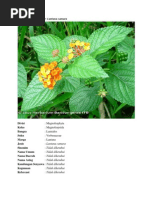 Download Klasifikasi Tumbuhan lantana camara by Ilham B Syuhady SN117316059 doc pdf