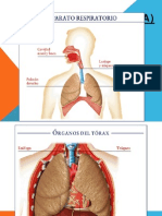 Sistema respiratorio anatomía fisiología farmacología