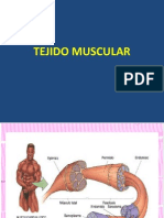 musculo