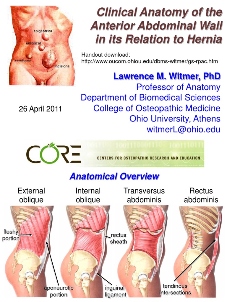 Anatomy of Abdominal Wall & Hernias | PDF | Abdomen | Primate Anatomy