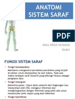 Anatomi Sistem Saraf-Dr Arifin Arga Hus