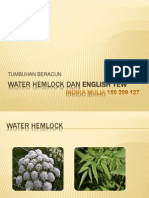 Water Hemlock Dan English Yew