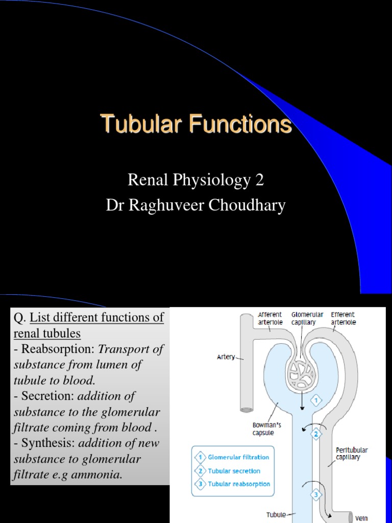 Tubular Functions of Kidney | PDF | Angiotensin | Kidney