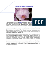 Estructura de La Flor de Orquídea