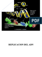 Duplicacion y Replicacion Del DNA