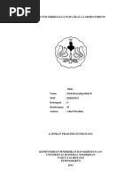 Download kultur mikroalga by Muhammad Rezzafiqrullah R SN118070784 doc pdf