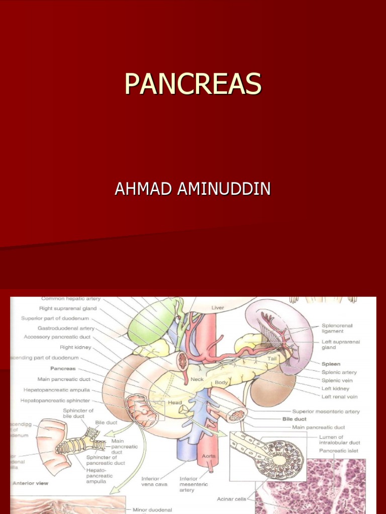 Pancreas Ahmad Aminuddin Pdf Pancreas Secretion