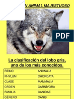 El Lobo, Un Animal Majestuoso