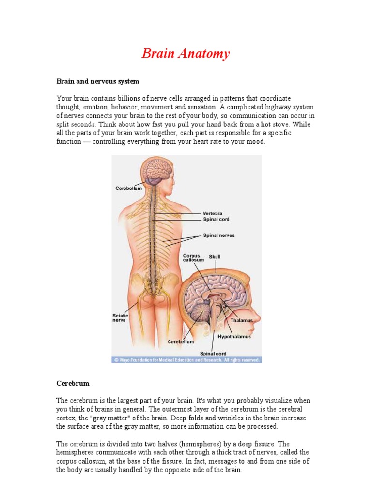 Brain Anatomy: Brain and Nervous System | PDF | Neuron | Cerebrum