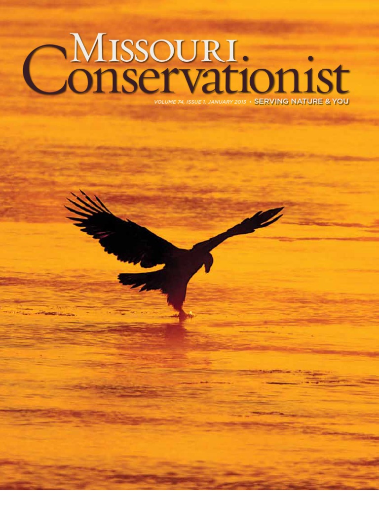 Mo Conservation PDF White Tailed Deer Missouri