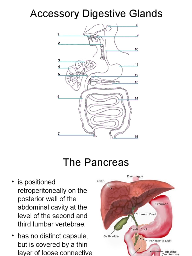 Accessory Digestive Glands Pancreas Liver