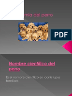 Taxonomia Del Perro