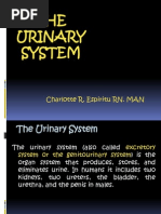 Urinary system