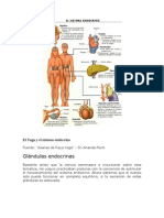 El Yoga y Sistema Endocrino